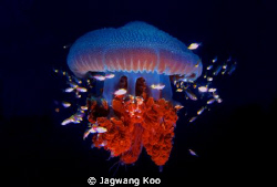 jelly fish by Jagwang Koo 